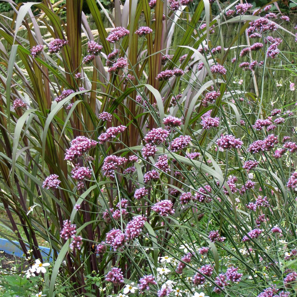 Verbena bonariensis Purple Top (Samen) - Argentinisches Eisenkraut