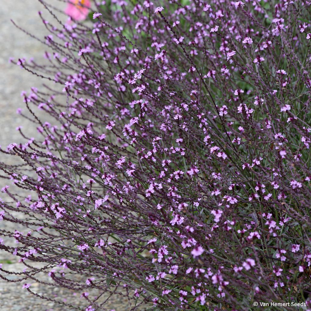 Echtes Eisenkraut Bampton (Samen) - Verbena officinalis