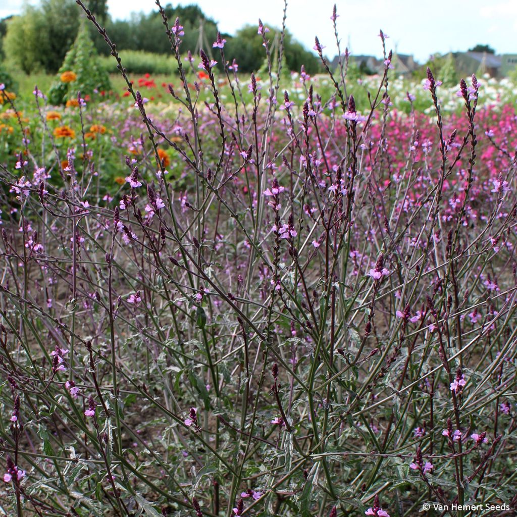 Echtes Eisenkraut Bampton (Samen) - Verbena officinalis