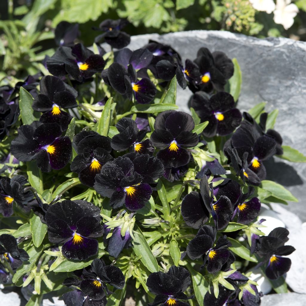 Viola tricolor nigra Blacky (Samen) - Gewöhnliches Stiefmütterchen