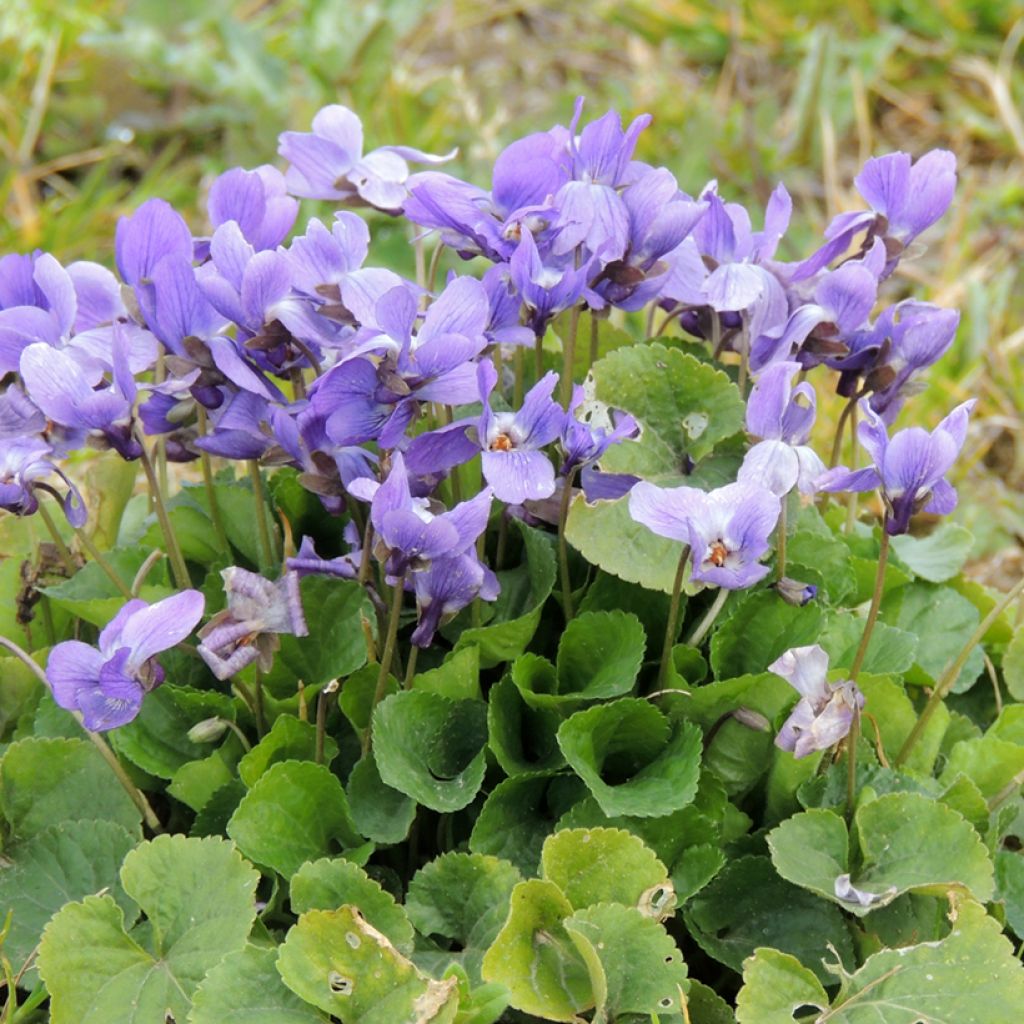 Viola odorata (Samen) - März-Veilchen