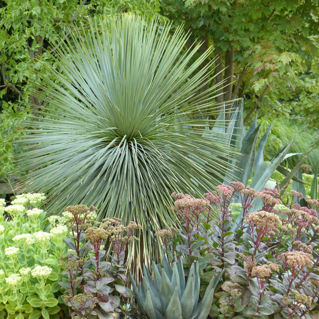 Yucca rostrata (Samen) - Schnabel-Palmlilie