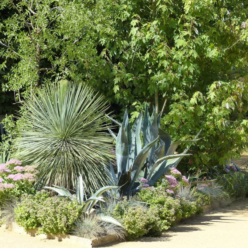 Yucca rostrata (Samen) - Schnabel-Palmlilie