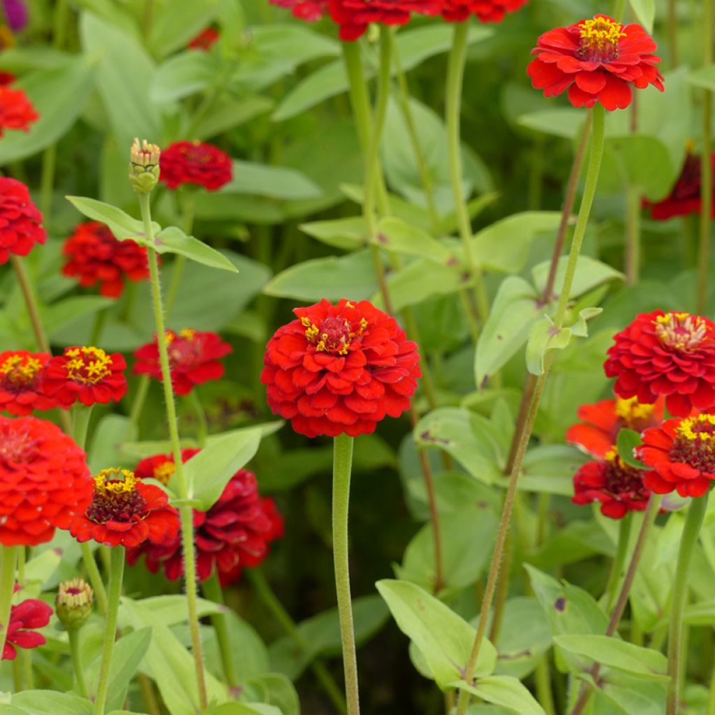 Garten-Zinnie Lilliput Scarlet Gem (Samen)