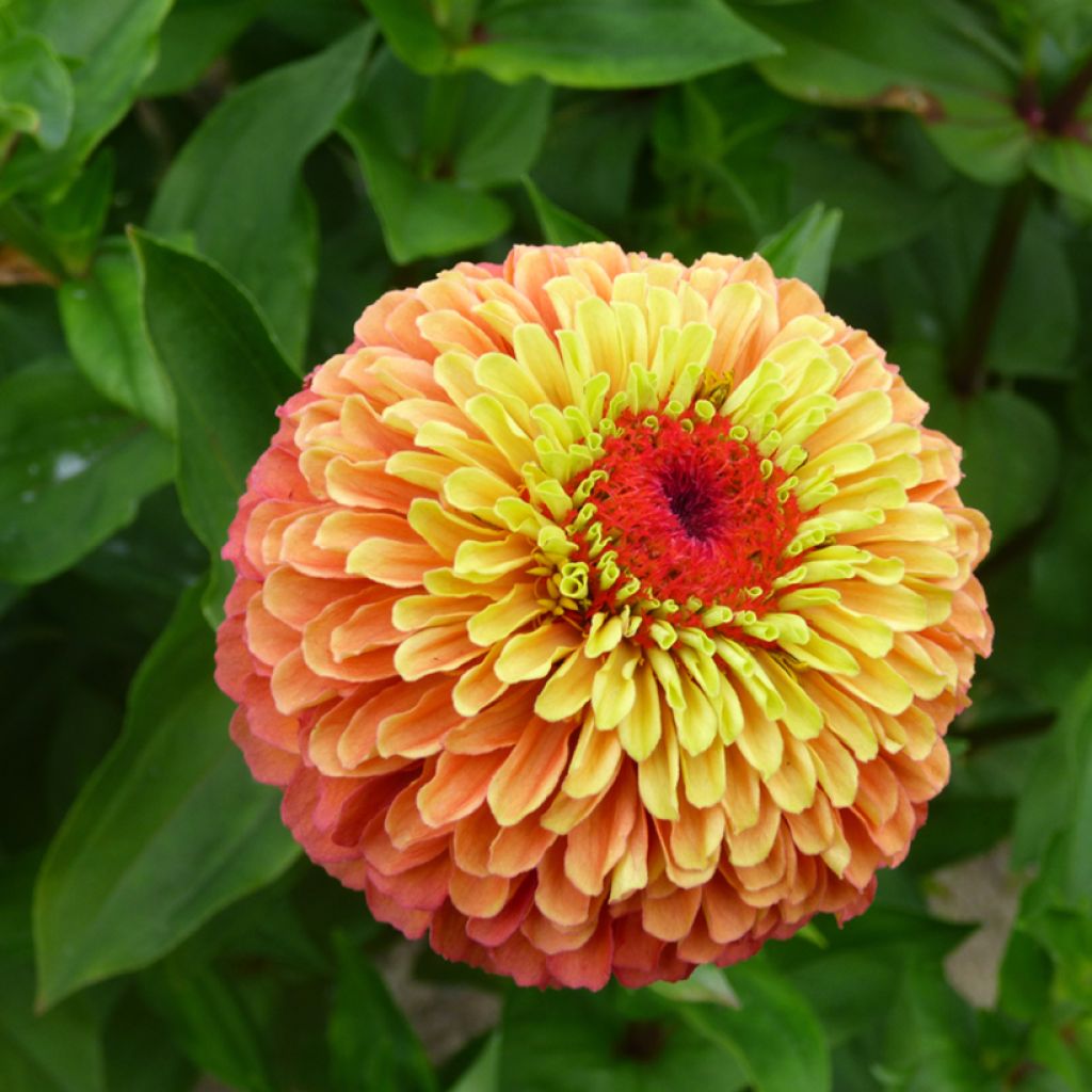 Garten-Zinnie Queen Lime Orange (Samen)