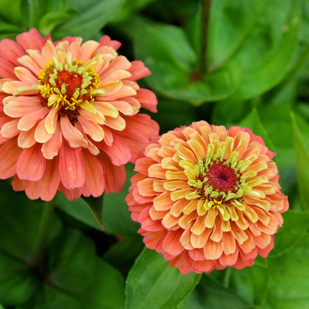 Garten-Zinnie Queen Lime Orange (Samen)