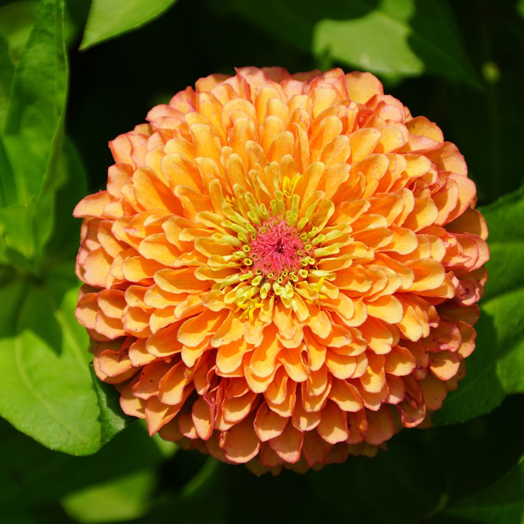 Garten-Zinnie Queen Lime Orange (Samen)