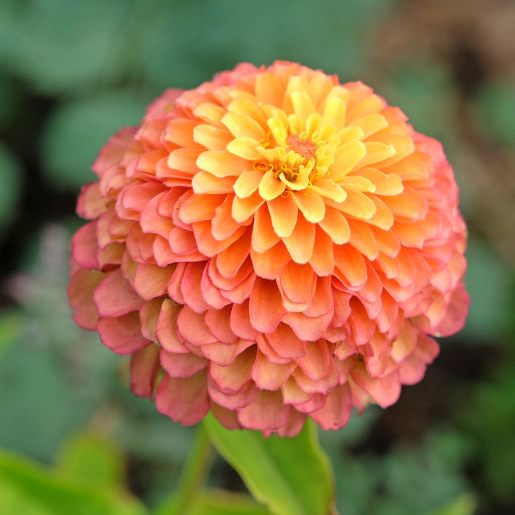 Garten-Zinnie Queen Lime Orange (Samen)