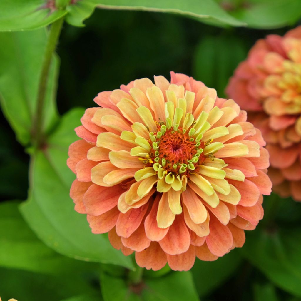 Garten-Zinnie Queen Lime Orange (Samen)