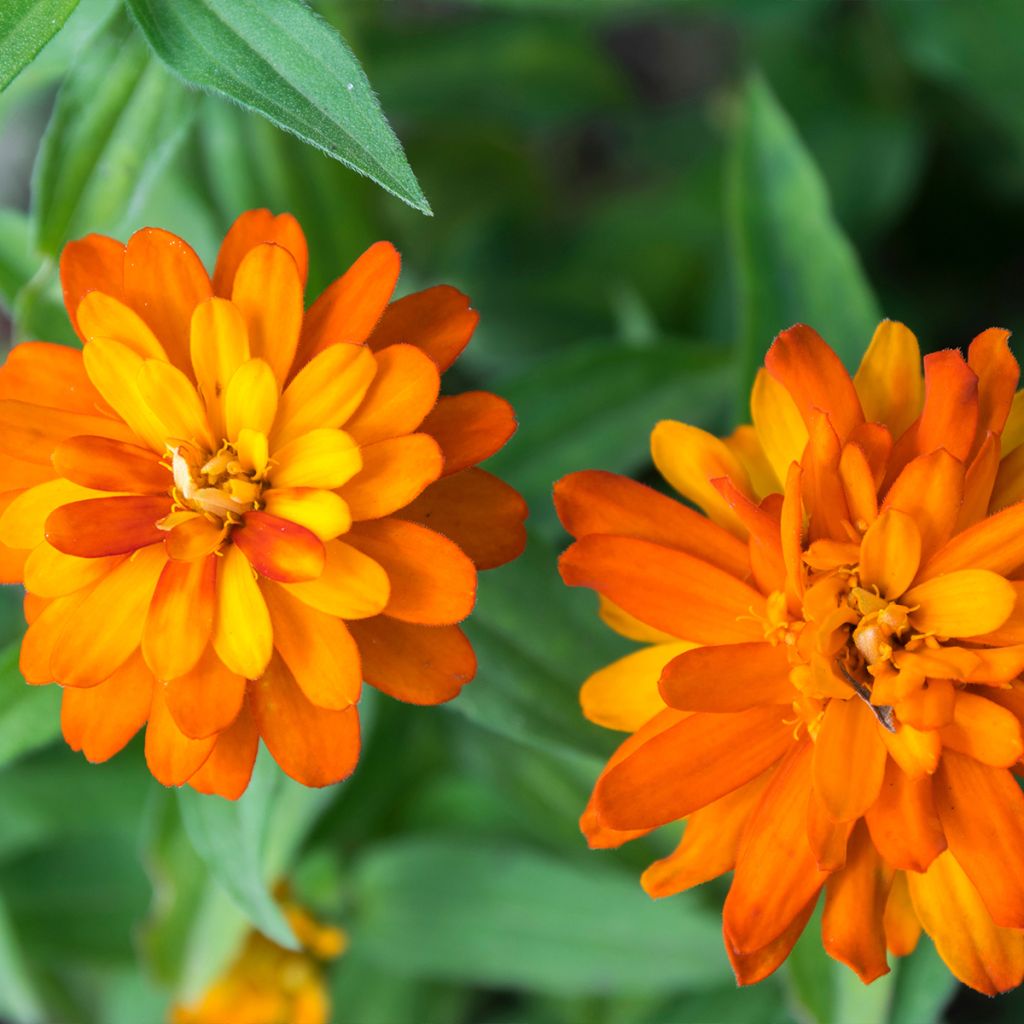 Graines de Zinnia du Maryland Zahara F1 Double Mix  