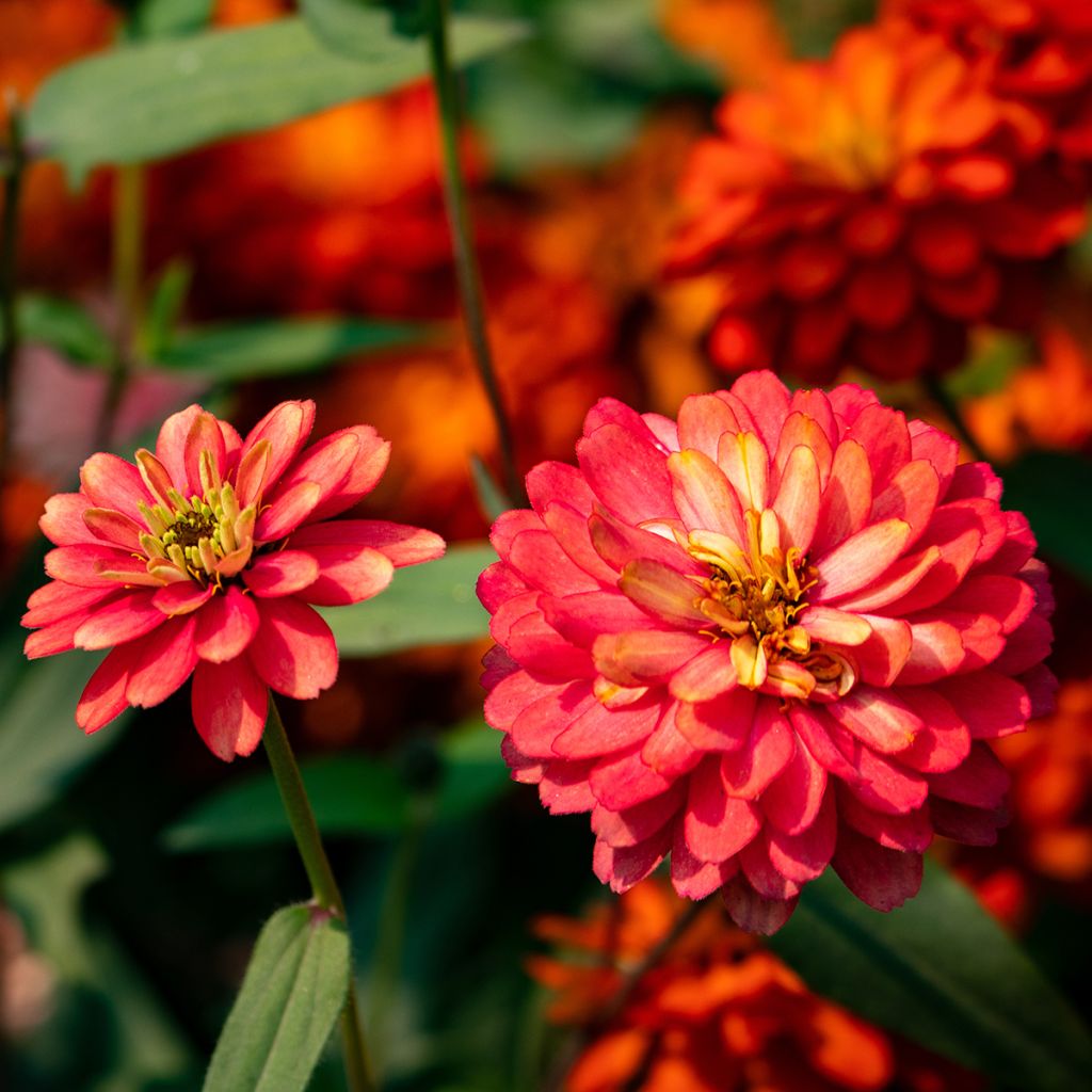 Graines de Zinnia du Maryland Zahara F1 Double Mix  