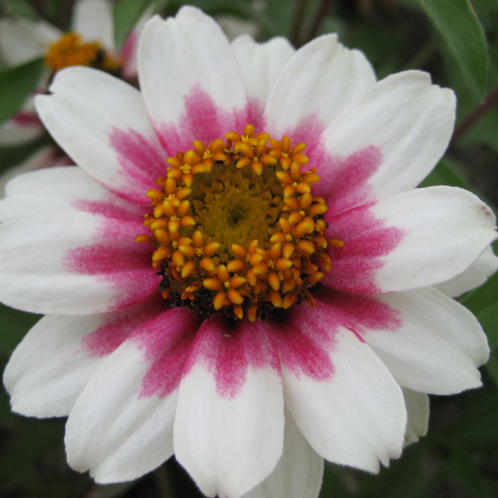 Graines de Zinnia du Maryland Zahara Starlight Rose - Zinnia marylandica