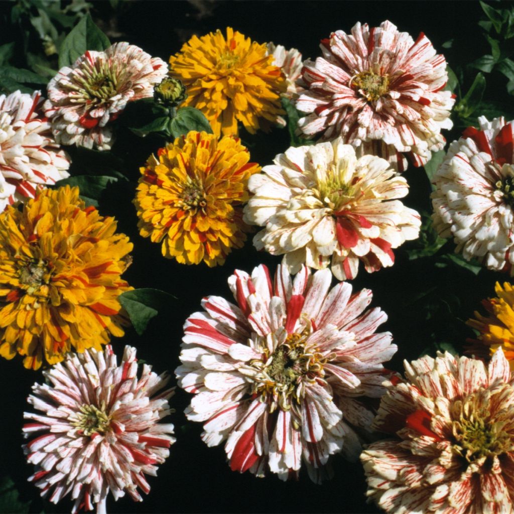 Graines de Zinnia elegans Candy Cane Mixed