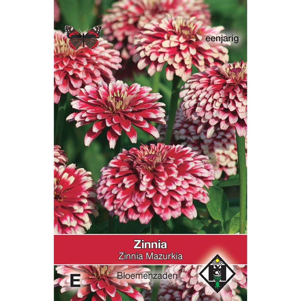 Graines de Zinnia elegans Mazurkia