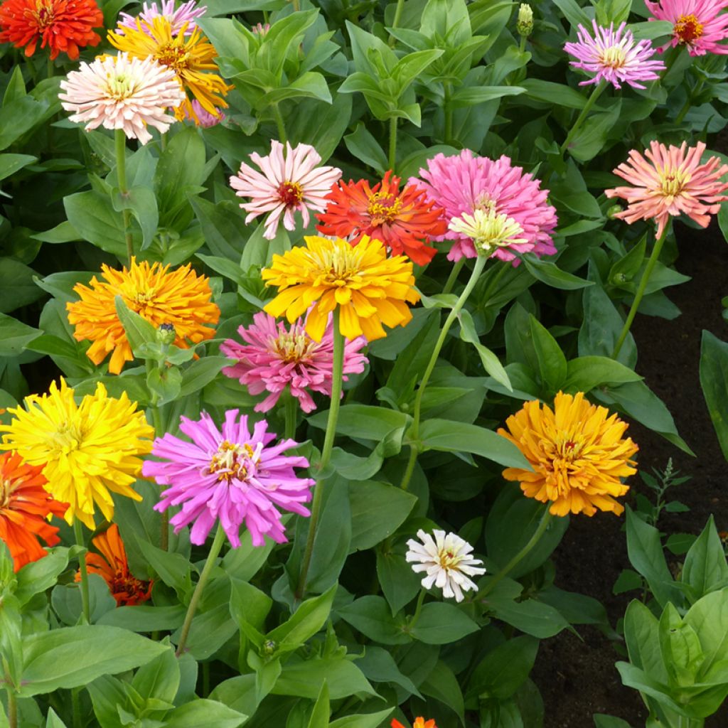 Garten-Zinnie Chrysanthemum Mix (Samen)