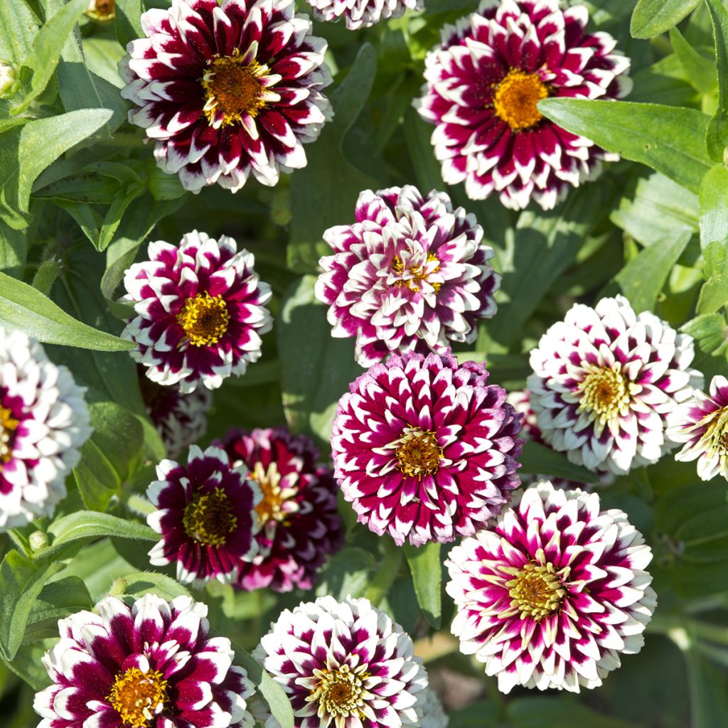 Garten-Zinnie Jazzy Red (Samen)