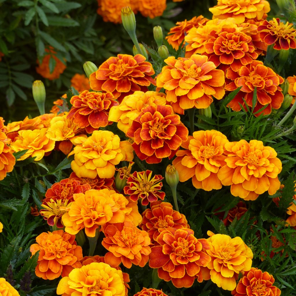 Tagetes patula Reine Sophie - Oeillet d'Inde Reine Sophie