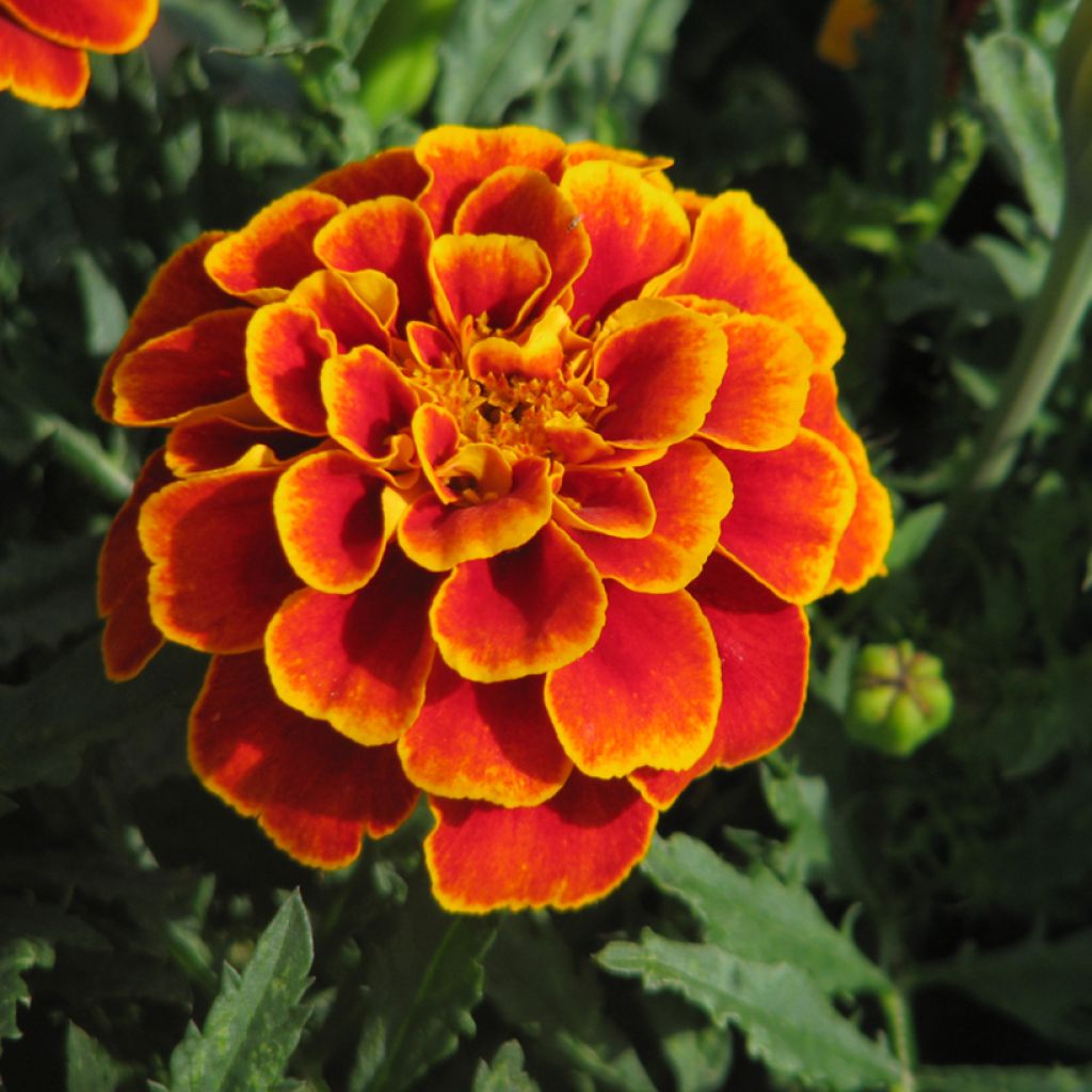 Tagetes patula Reine Sophie - Oeillet d'Inde Reine Sophie