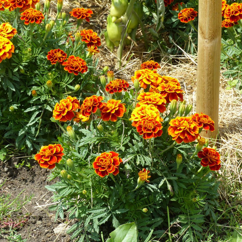 Tagetes patula Reine Sophie - Oeillet d'Inde Reine Sophie