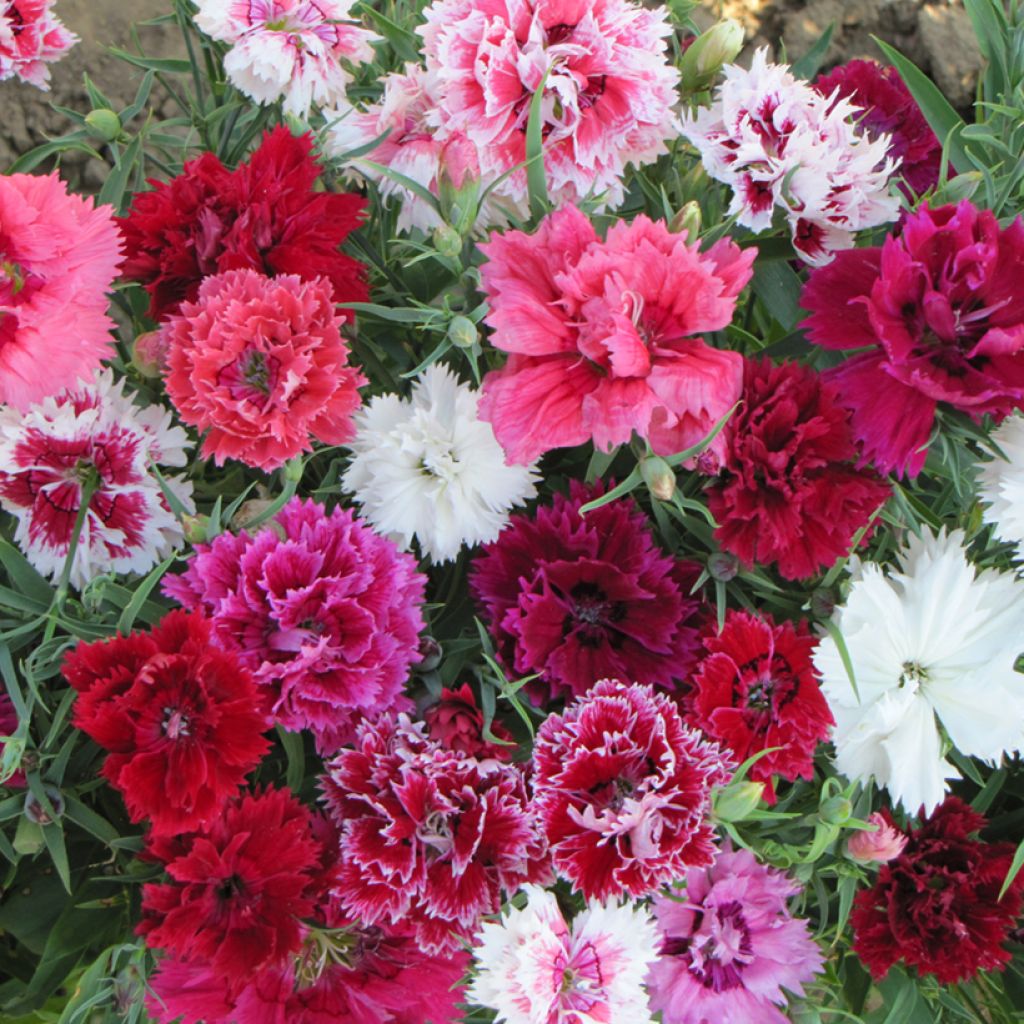 Chinesische Nelke Imperial Mix (Samen) - Dianthus chinensis