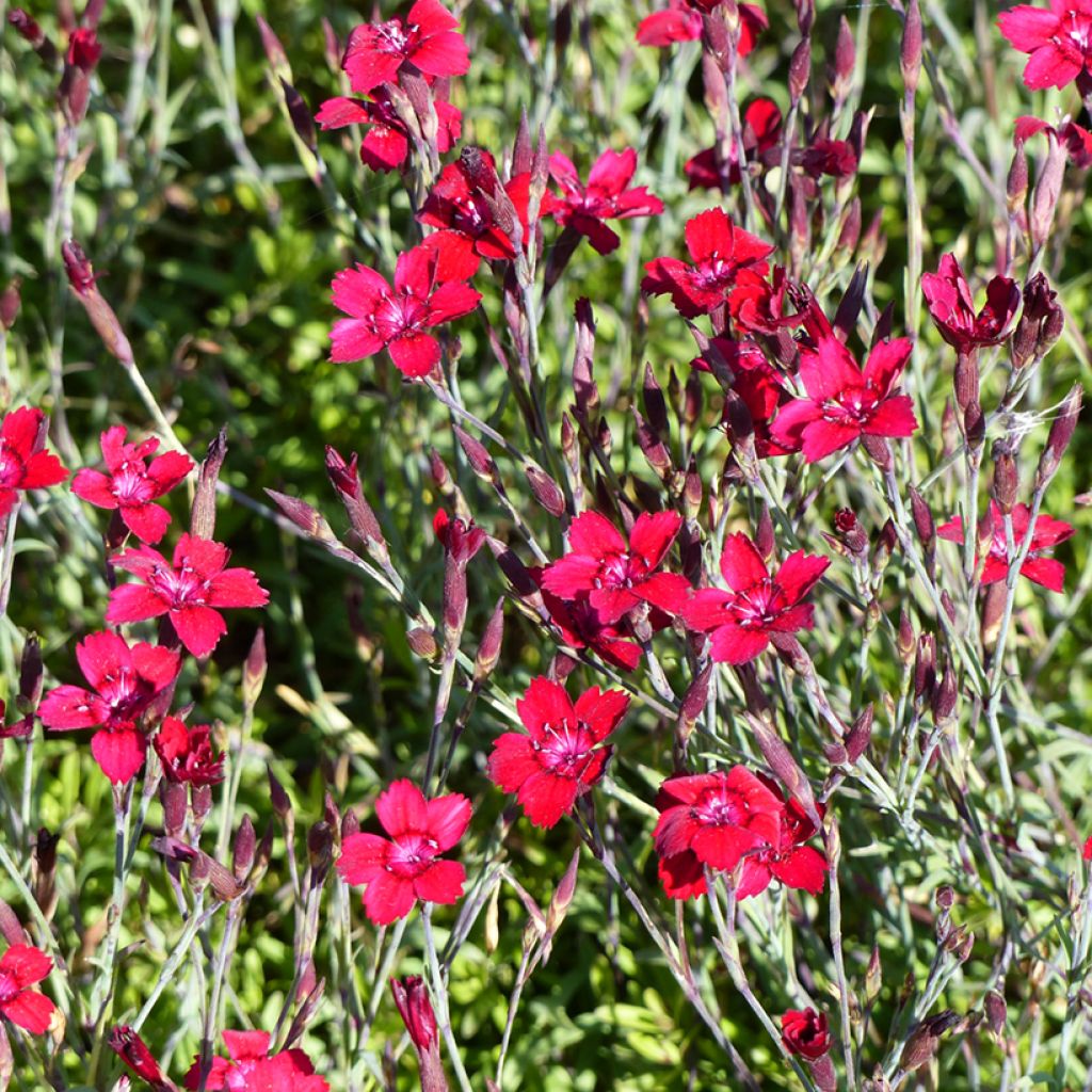 Heide-Nelke Fanal Flashing Lights (Samen) - Dianthus deltoides