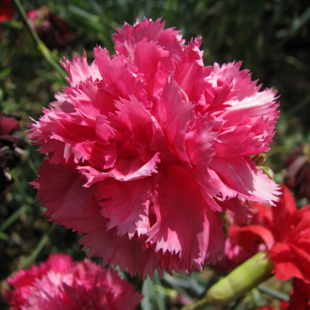 Dianthus caryophyllus Triumph Rose - Garten-Nelke