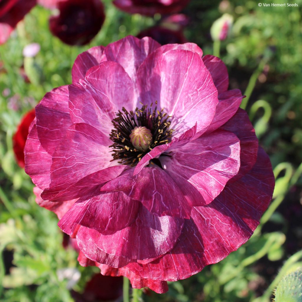 Klatsch-Mohn Pandora (Samen) - Papaver rhoeas