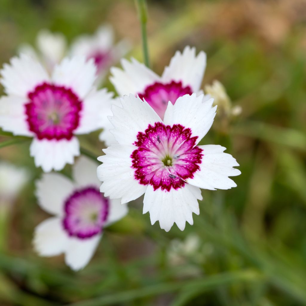 Heide-Nelke Arctic Fire (Samen) - Dianthus deltoides