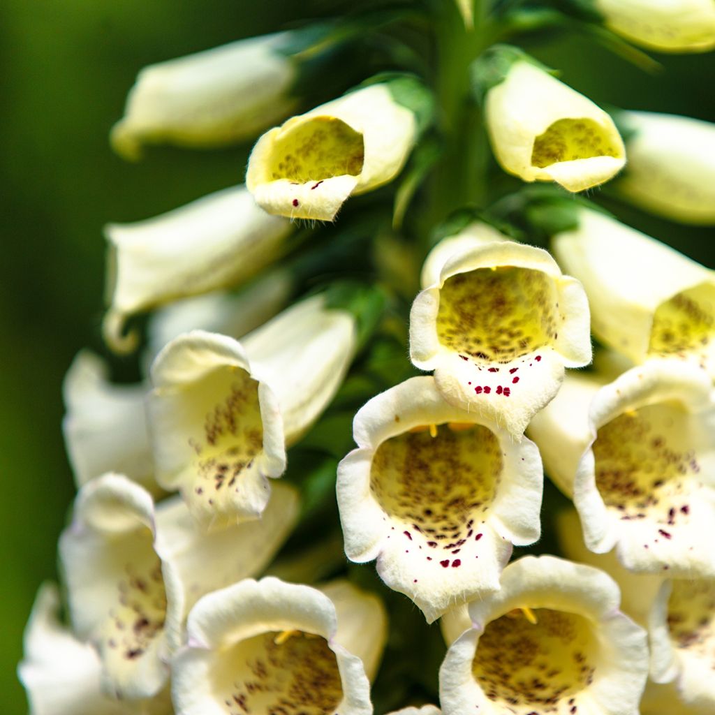 Fingerhut Yellow Spear (Samen) - Digitalis purpurea