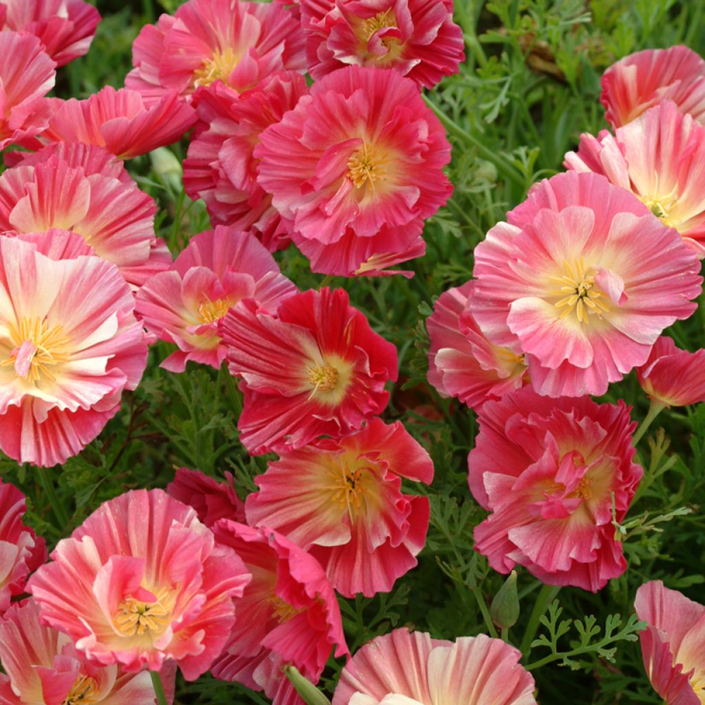 Goldmohn Thai Silk Rose Chiffon (Samen) - Eschscholzia californica