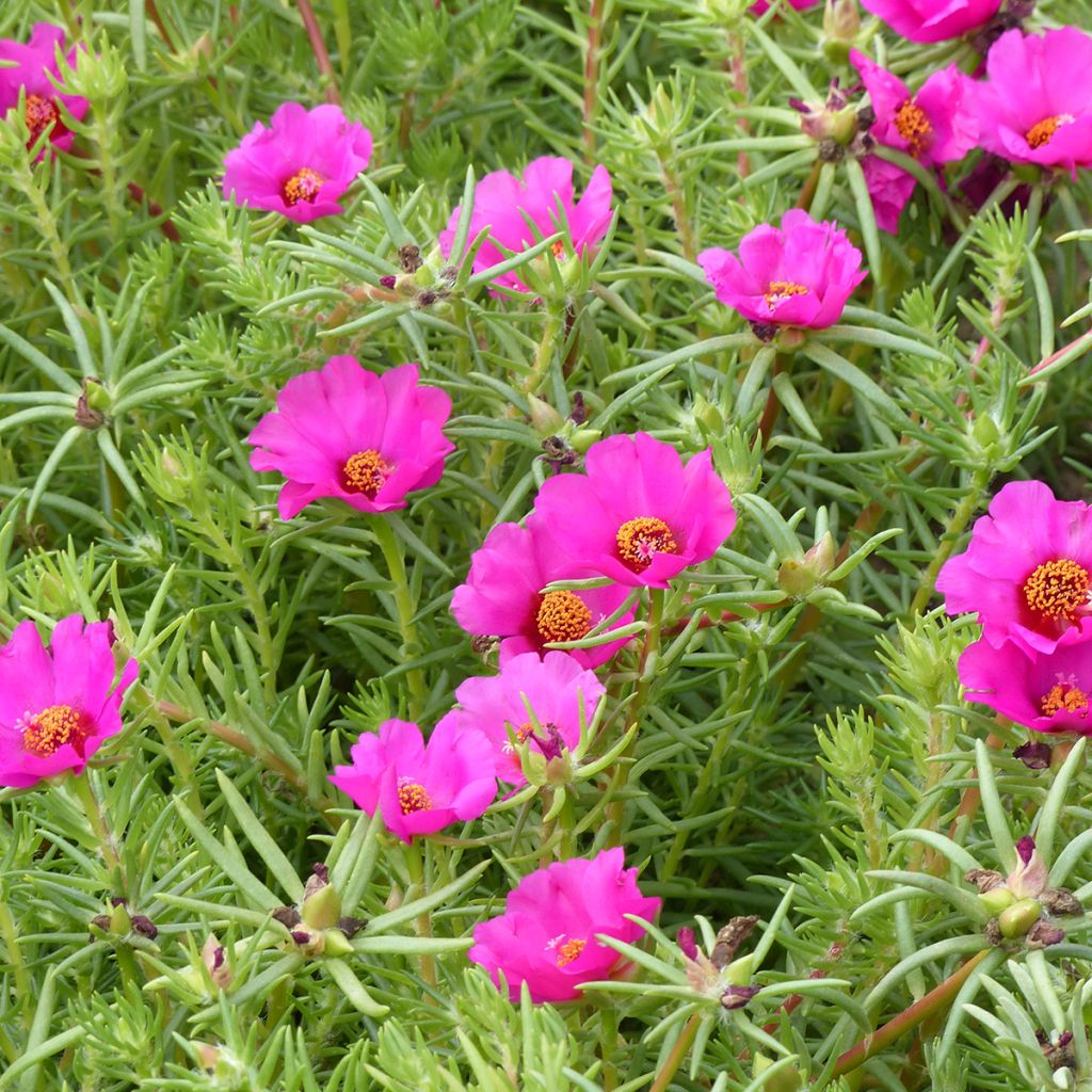 Graines de pourpier à grandes fleurs Single Ruby - Portulaca grandiflora