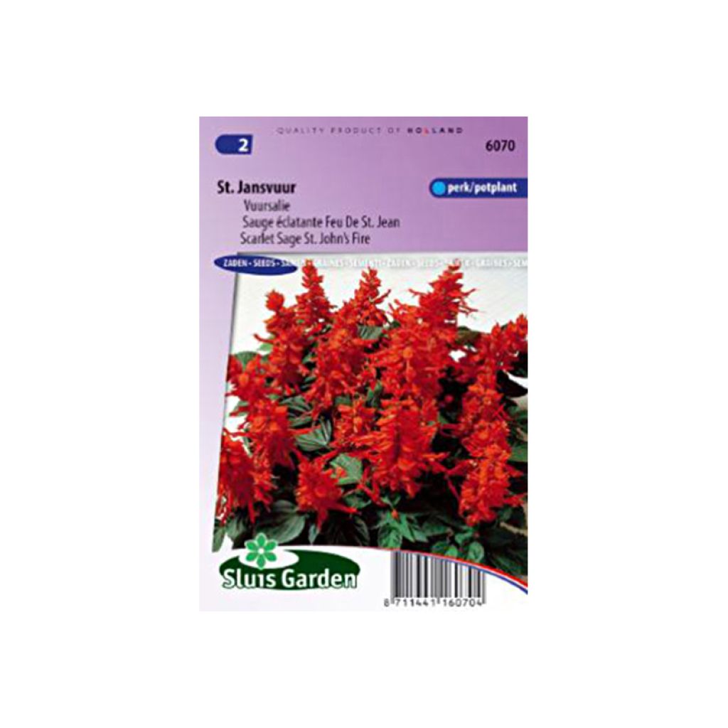 Feuer-Salbei St John' s Fire (Samen) - Salvia