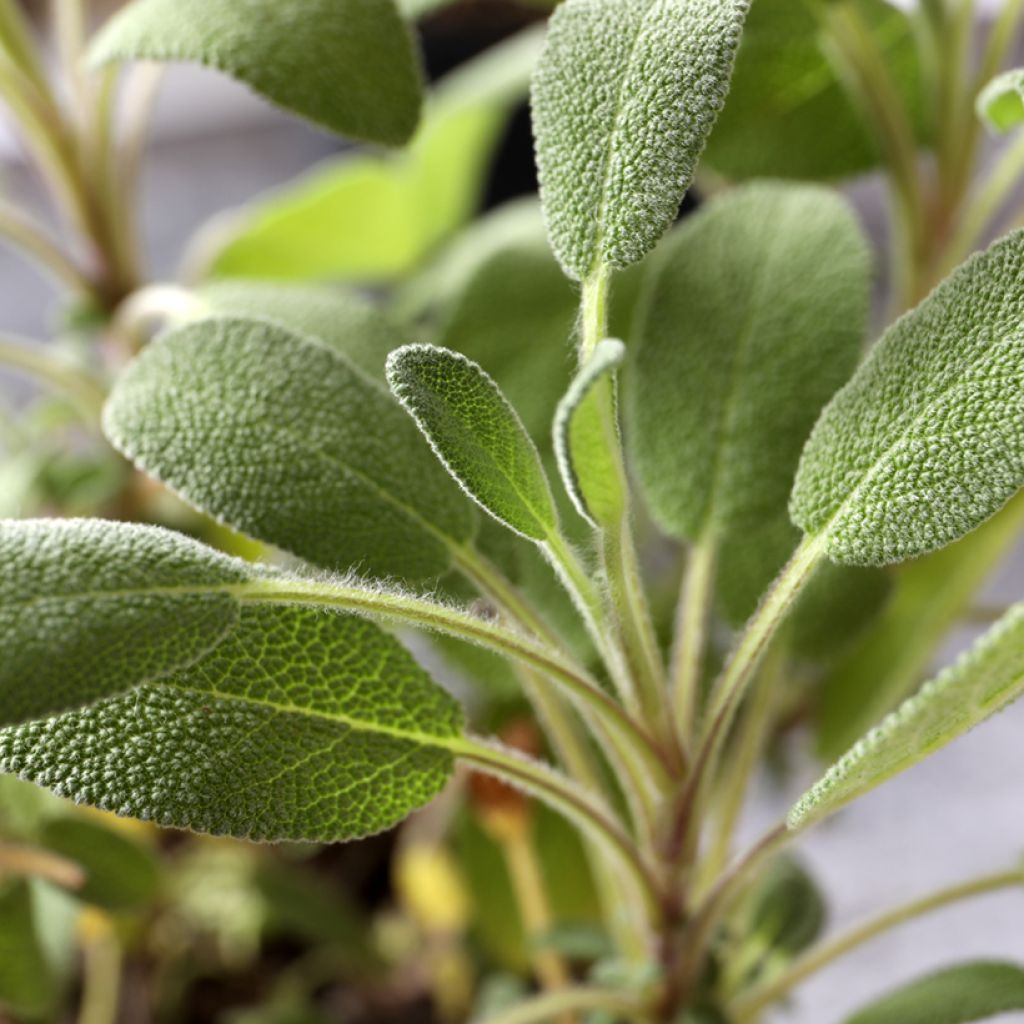 Echter Salbei - Salvia officinalis G