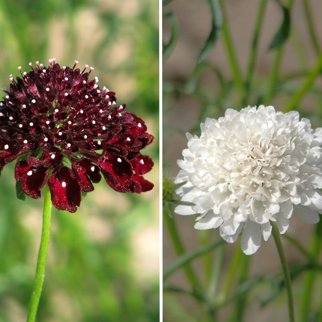 Samt-Skabiose Ebony and Ivory (Samen) - Scabiosa atropurpurea