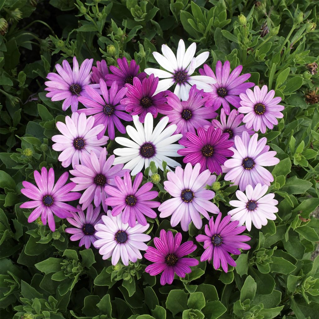 Kapmargerite Passion Mixed (Samen) - Osteospermum