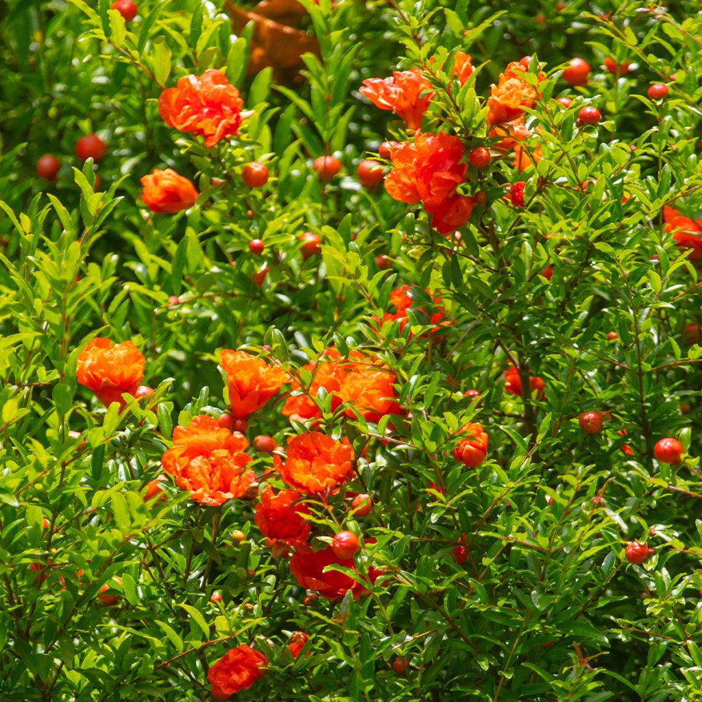 Grenadier à fruits - Punica granatum Provence