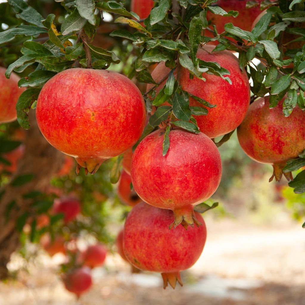 Grenadier à fruits - Punica granatum Provence