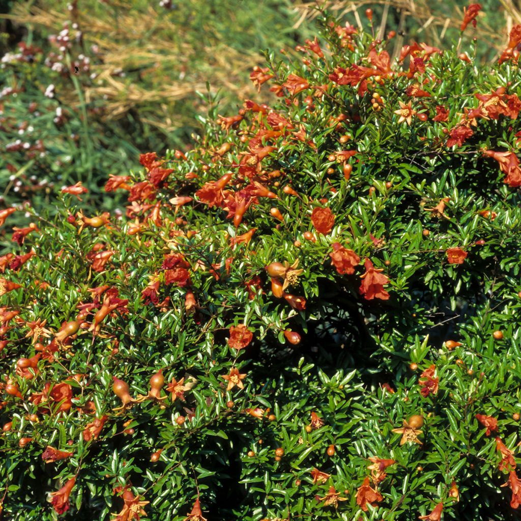 Granatapfelbaum Chico - Punica granatum