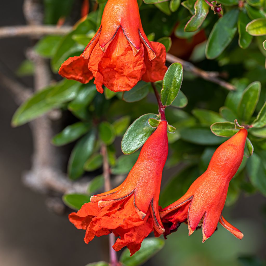 Granatapfelbaum Chico - Punica granatum