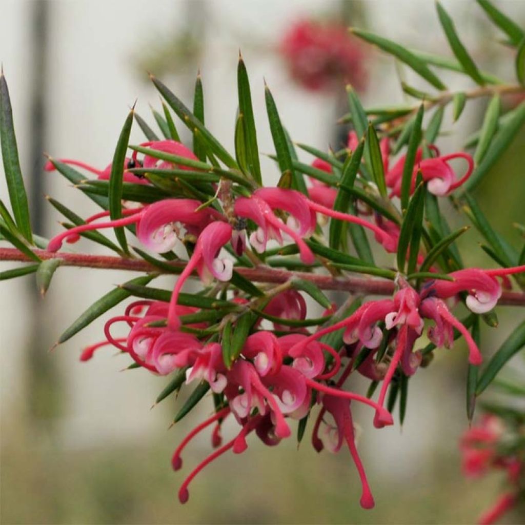 Grevillea gracilis Clearview David - Silbereiche