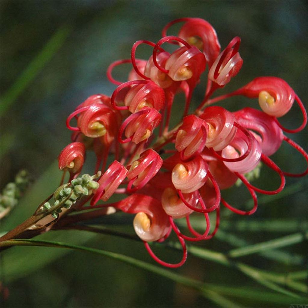 Grevillea johnsonii - Silbereiche