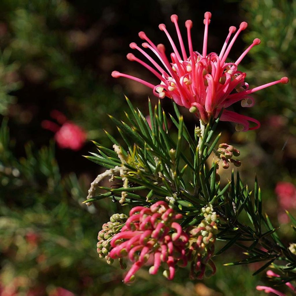 Grevillea juniperina - Australische Silbereiche