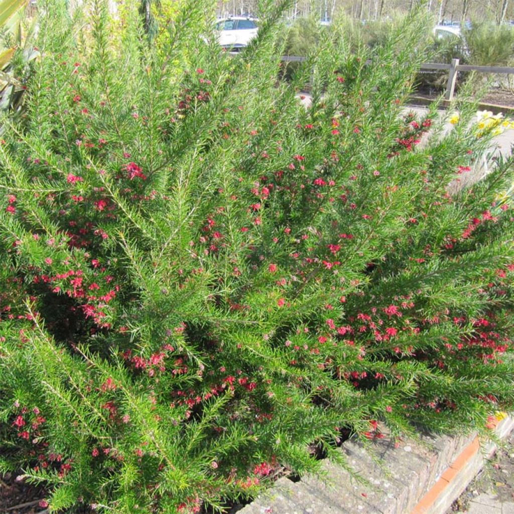 Grevillea Canberra Gem - Silbereiche