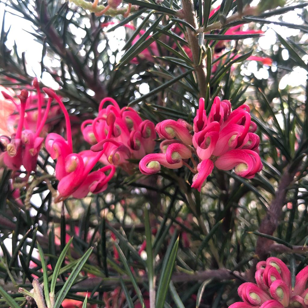 Grevillea juniperina