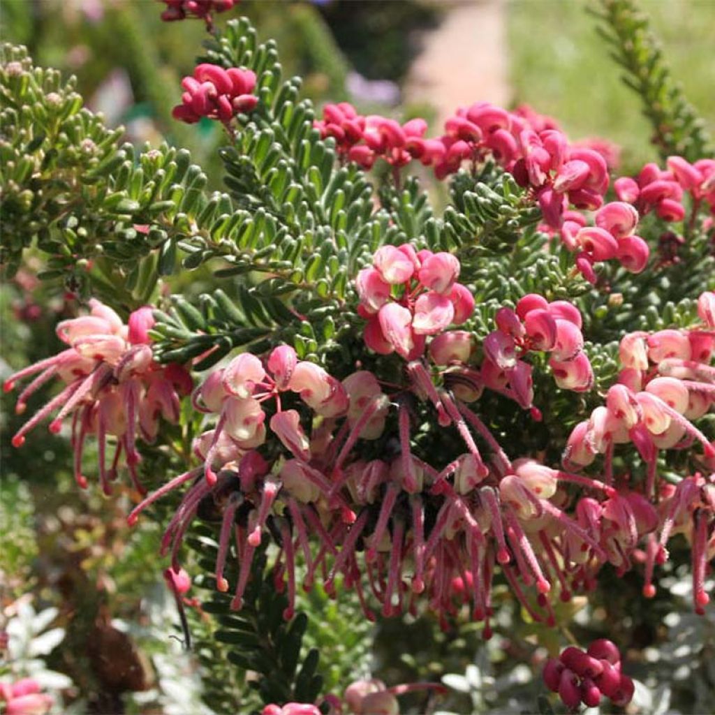 Grevillea lanigera Tamboritha - Australische Silbereiche