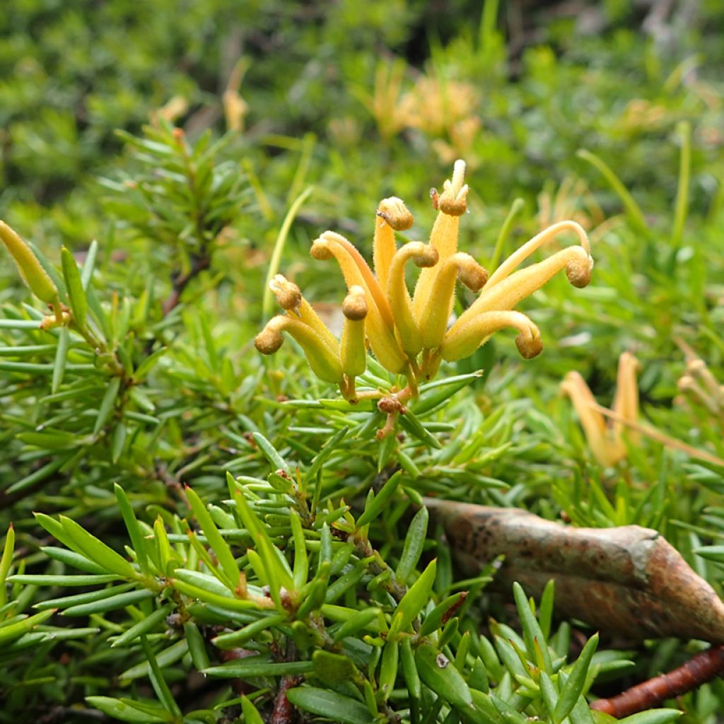 Grevillea prostrata Aurea - Silbereiche