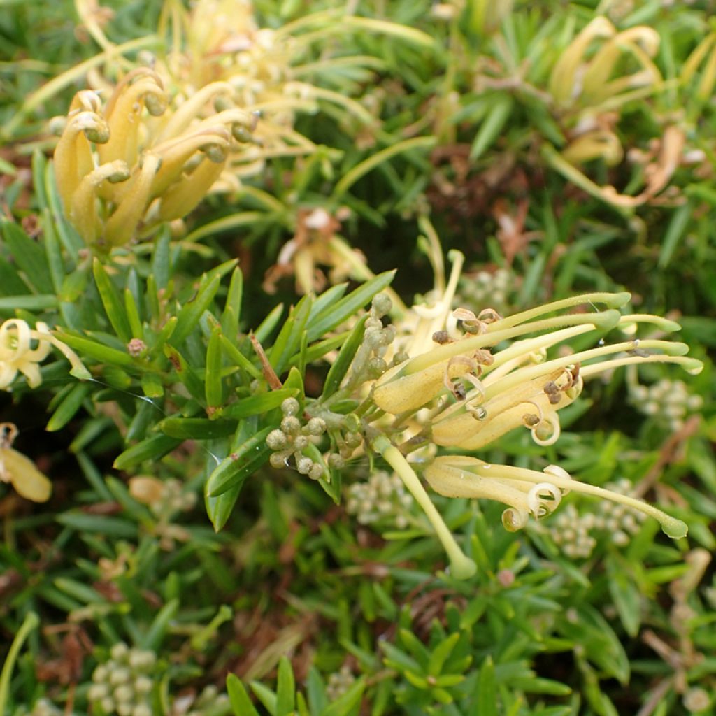 Grevillea prostrata Aurea - Silbereiche