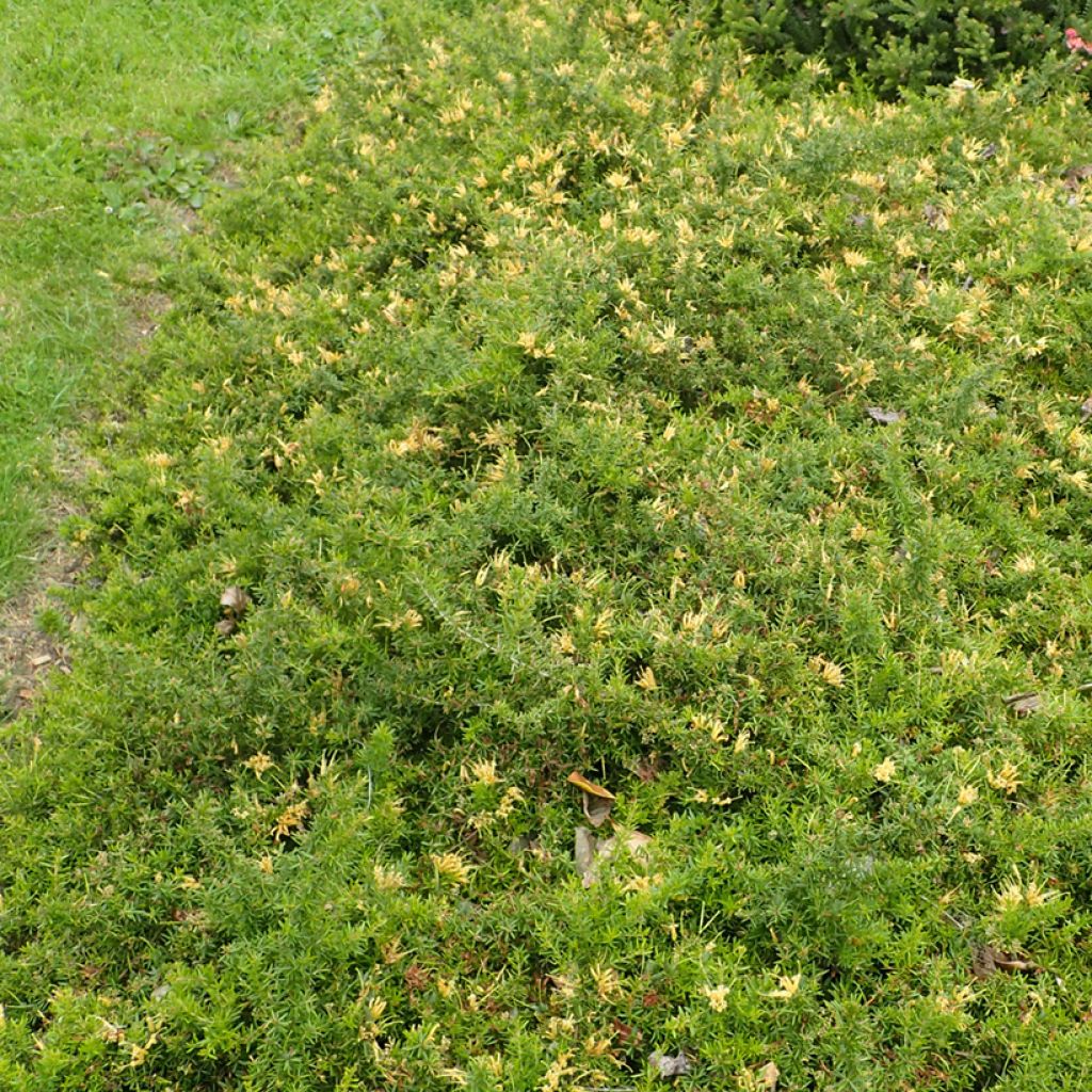 Grevillea prostrata Aurea - Silbereiche