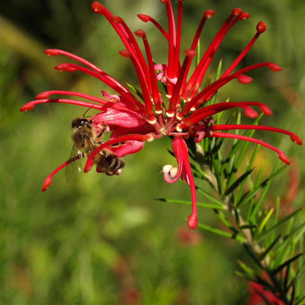 Grevillea rosmarinifolia Clearview David - Rosmarin-Silbereiche