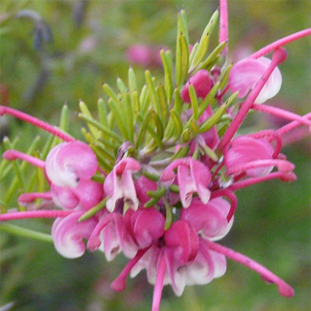 Grevillea  rosmarinifolia Rosa Jenkinsii - Grévilléa à feuilles de romarin.